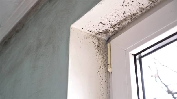 Best Office Mold Removal Services  in Lehigh Acres, FL