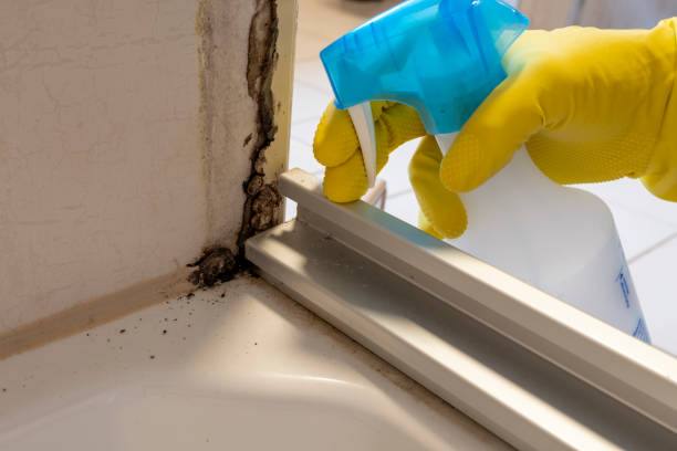 Best Toxic Mold Removal  in Lehigh Acres, FL