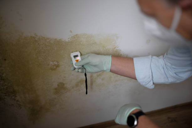Best Professional Mold Removal  in Lehigh Acres, FL