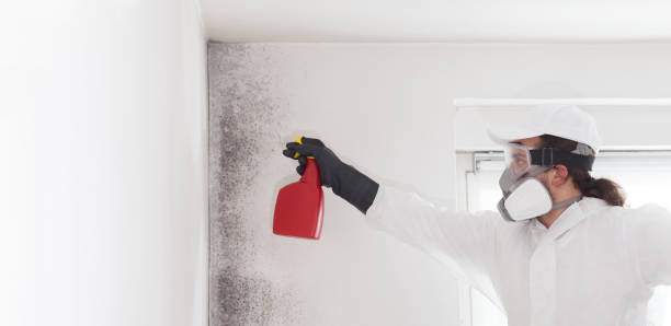 Best Attic Mold Removal  in Lehigh Acres, FL